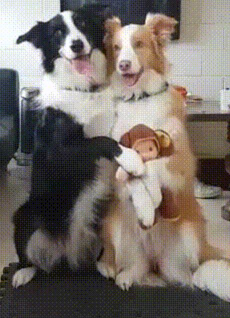 Домашние собаки. Canis lupus familiaris, Canis familiaris Домашние собаки фото. Canis lupus familiaris, Canis familiaris