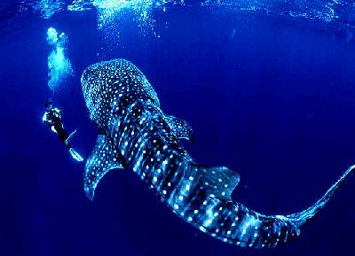 ***Акула китовая. Rhincodon typus Акула китовая фото. Rhincodon typus