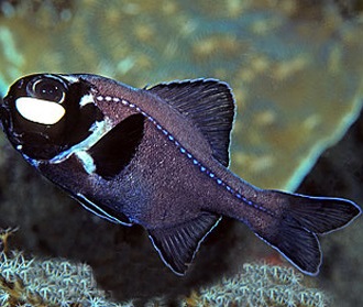Фонареглазовые. Anomalopidae Фонареглазовые фото. Anomalopidae