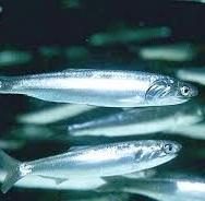 Перуанский анчоус. Engraulis ringens Перуанский анчоус фото. Engraulis ringens