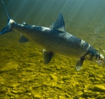Сиги. Coregonus Сиги фото. Coregonus