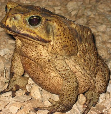 Жаба-ага. Rhinella marinus Жаба-ага фото. Rhinella marinus