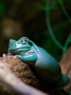 Голубая квакша. Litoria caerulea Голубая квакша фото. Litoria caerulea