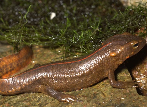 Тритон гонгконский. Paramesotriton hongkongensis Тритон гонгконский фото. Paramesotriton hongkongensis
