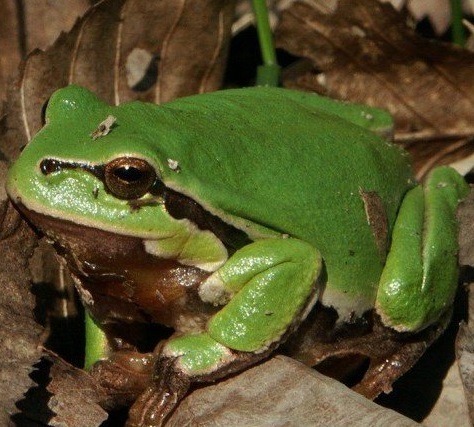 Изменчивая квакша. Hyla versicolor Изменчивая квакша фото. Hyla versicolor