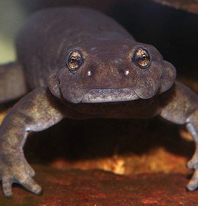 Семиреченский лягушкозуб. Ranodon sibiricus Семиреченский лягушкозуб фото. Ranodon sibiricus