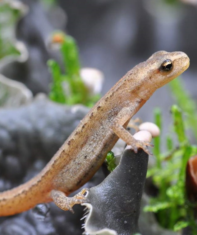 Углозуб Сибирский. Salamandrella keyserlingii Углозуб Сибирский фото. Salamandrella keyserlingii