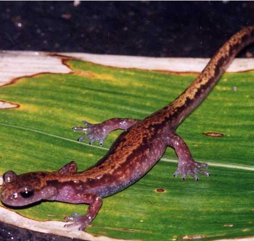 Уссурийский тритон. Onychodactylus fischeri Уссурийский тритон фото. Onychodactylus fischeri