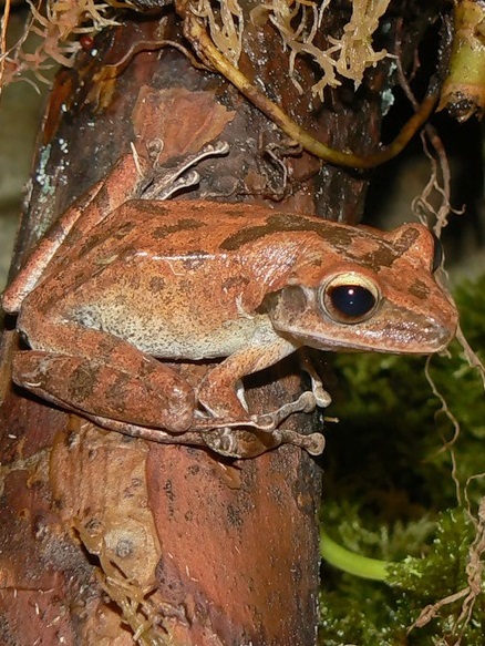 Веслоног домовый. Polypedates leucomystax Веслоног домовый фото. Polypedates leucomystax