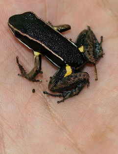Древолаз яркий. Allobates femoralis Древолаз яркий фото. Allobates femoralis