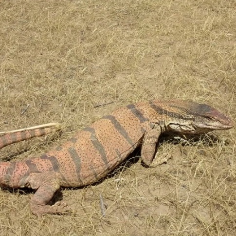 Каспийский варан (серый). Varanus griseus caspius Каспийский варан (серый) фото. Varanus griseus caspius