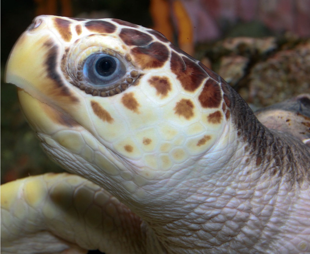 Логгерхед. Caretta caretta Логгерхед фото. Caretta caretta