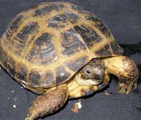 Средиземноморская черепаха. Testudo graeca Средиземноморская черепаха фото. Testudo graeca