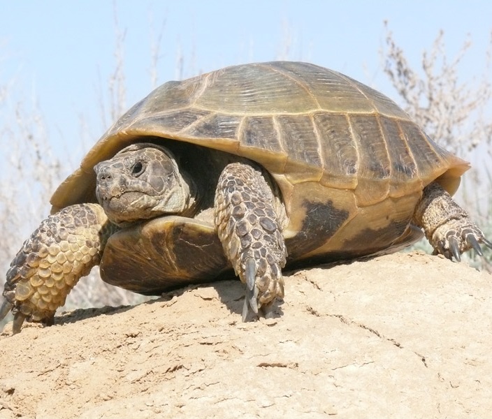 Среднеазиатская черепаха. Testudo (Agrionemys) horsfieldii Среднеазиатская черепаха фото. Testudo (Agrionemys) horsfieldii