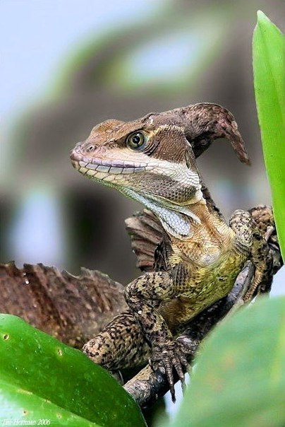 Василиск полосатый. Basiliscus vittatus Василиск полосатый фото. Basiliscus vittatus