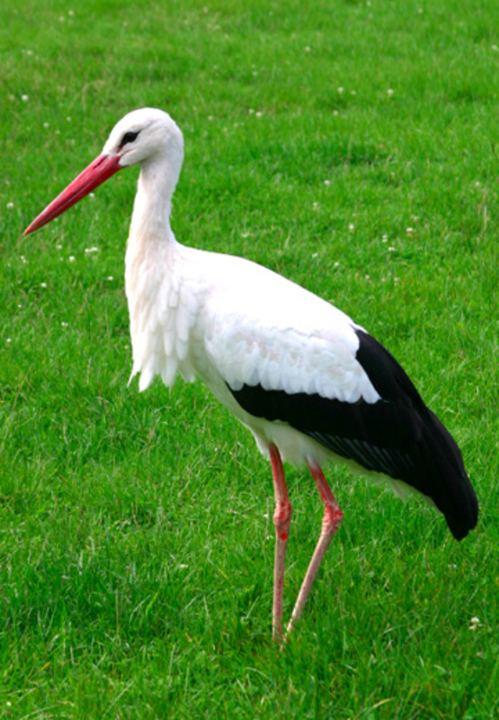 Аист белый. Ciconia ciconia Аист белый фото. Ciconia ciconia