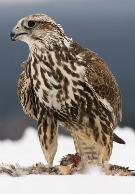 Балобан. Falco cherrug Балобан фото. Falco cherrug