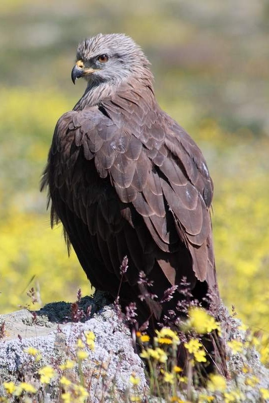 Коршун черный. Milvus migrans Коршун черный фото. Milvus migrans