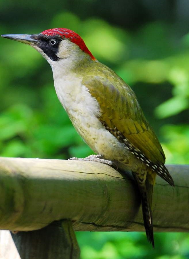 Дятел зелёный. Picus virdis Дятел зелёный фото. Picus virdis