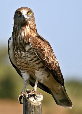 Змееяд. Circaetus gallicus Змееяд фото. Circaetus gallicus