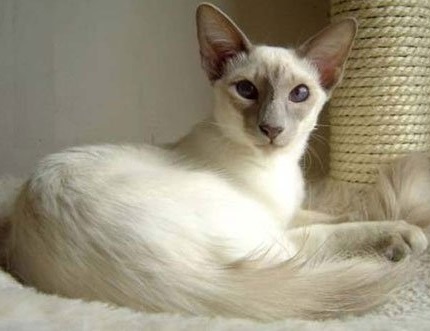 Балийская кошка Балийская кошка фото
