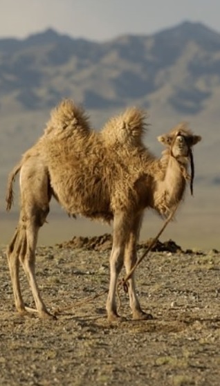 Верблюд двугорбый. Camelus bactrianus Верблюд двугорбый фото. Camelus bactrianus