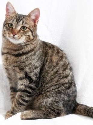 Европейская короткошерстная кошка Европейская короткошерстная кошка фото