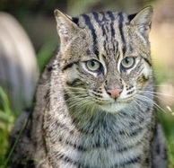 Рыбья кошка. Prionailurus viverrinus Рыбья кошка фото. Prionailurus viverrinus