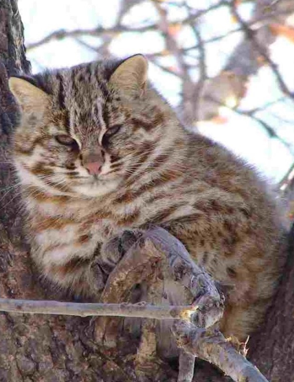 Лесная кошка. Felis silvestris Лесная кошка фото. Felis silvestris