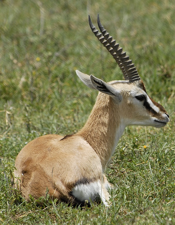 Газель гранта. Gazella granti Газель гранта фото. Gazella granti