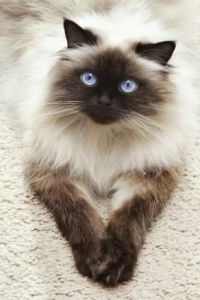 Гималайская кошка Гималайская кошка фото