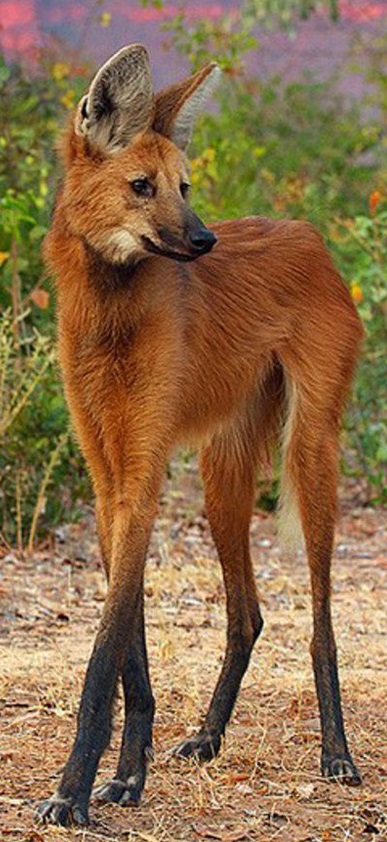 Волк гривистый. Chrysocyon brachyurus Волк гривистый фото. Chrysocyon brachyurus