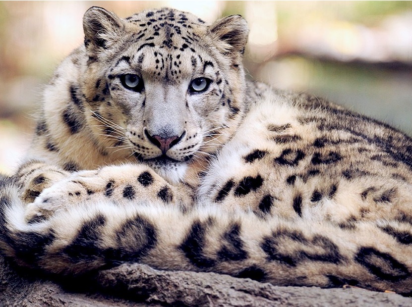 Снежный барс (Ирбис). Panthera uncia Снежный барс (Ирбис) фото. Panthera uncia