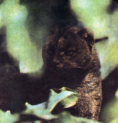 Ягуарунди. Puma yagouaroundi Ягуарунди фото. Puma yagouaroundi