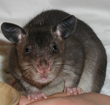 Гамбийская хомяковая крыса. Cricetomys gambianus Гамбийская хомяковая крыса фото. Cricetomys gambianus