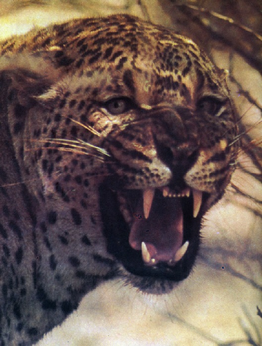 Леопард. Panthera pardus Леопард фото. Panthera pardus
