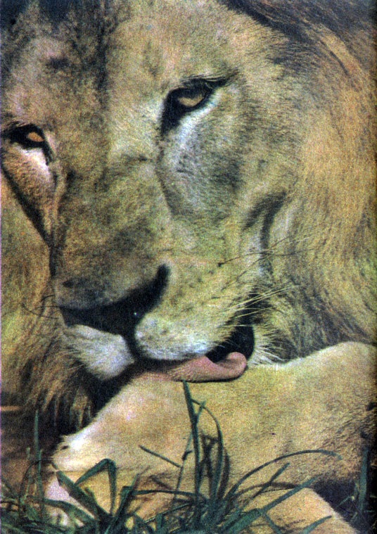 Лев. Panthera leo Лев фото. Panthera leo