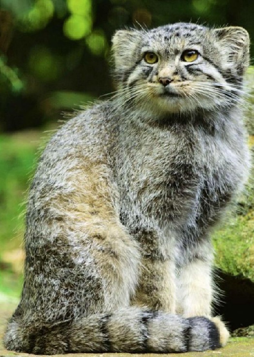 Манул. Felis manul Манул фото. Felis manul
