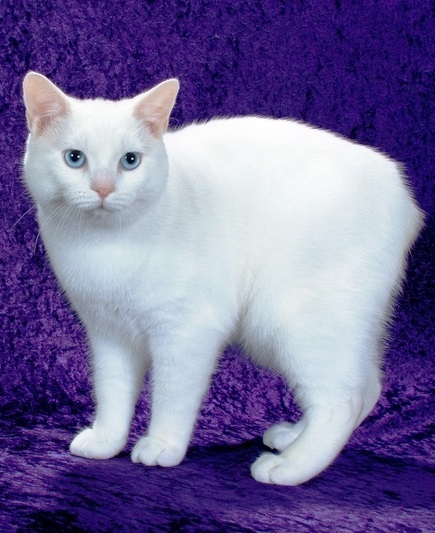 Мэнская кошка Мэнская кошка фото