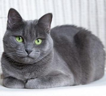 Русская голубая кошка Русская голубая кошка фото