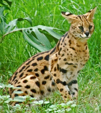 Сервал. Leptailurus serval Сервал фото. Leptailurus serval