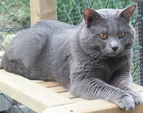 Картезианская кошка Картезианская кошка фото
