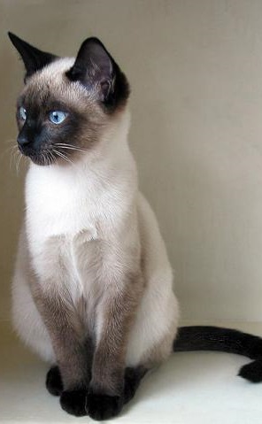 Сиамская кошка Сиамская кошка фото