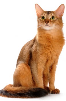 Сомалийская кошка Сомалийская кошка фото