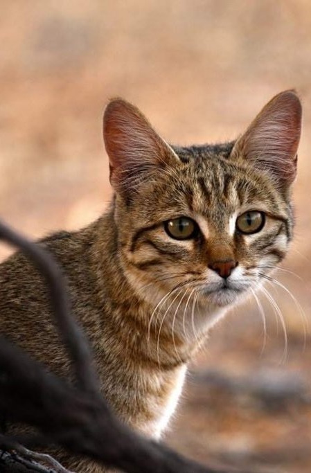 Степная кошка. Felis silvestris lybica Степная кошка фото. Felis silvestris lybica