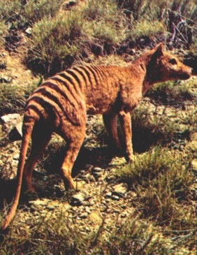 Тасманийский волк. Thylacinus cynocephalus Тасманийский волк фото. Thylacinus cynocephalus