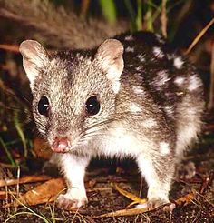Тигровая кошка. Dasyurops maculatus Тигровая кошка фото. Dasyurops maculatus