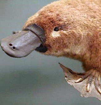 Утконосы. Ornithorhynchus anatinus Утконосы фото. Ornithorhynchus anatinus