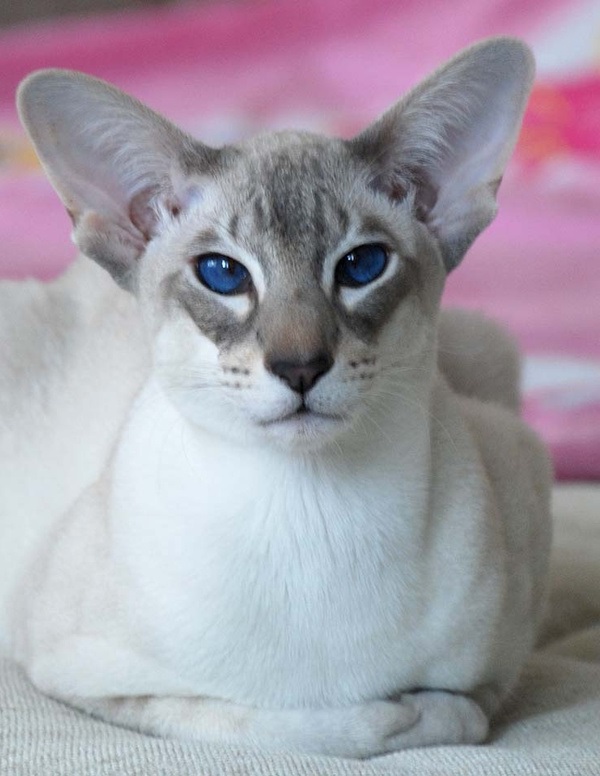 Восточная короткошерстная кошка Восточная короткошерстная кошка фото