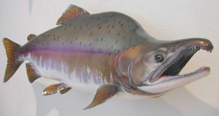 Горбуша. Oncorhynchus gorbuscha Горбуша фото. Oncorhynchus gorbuscha